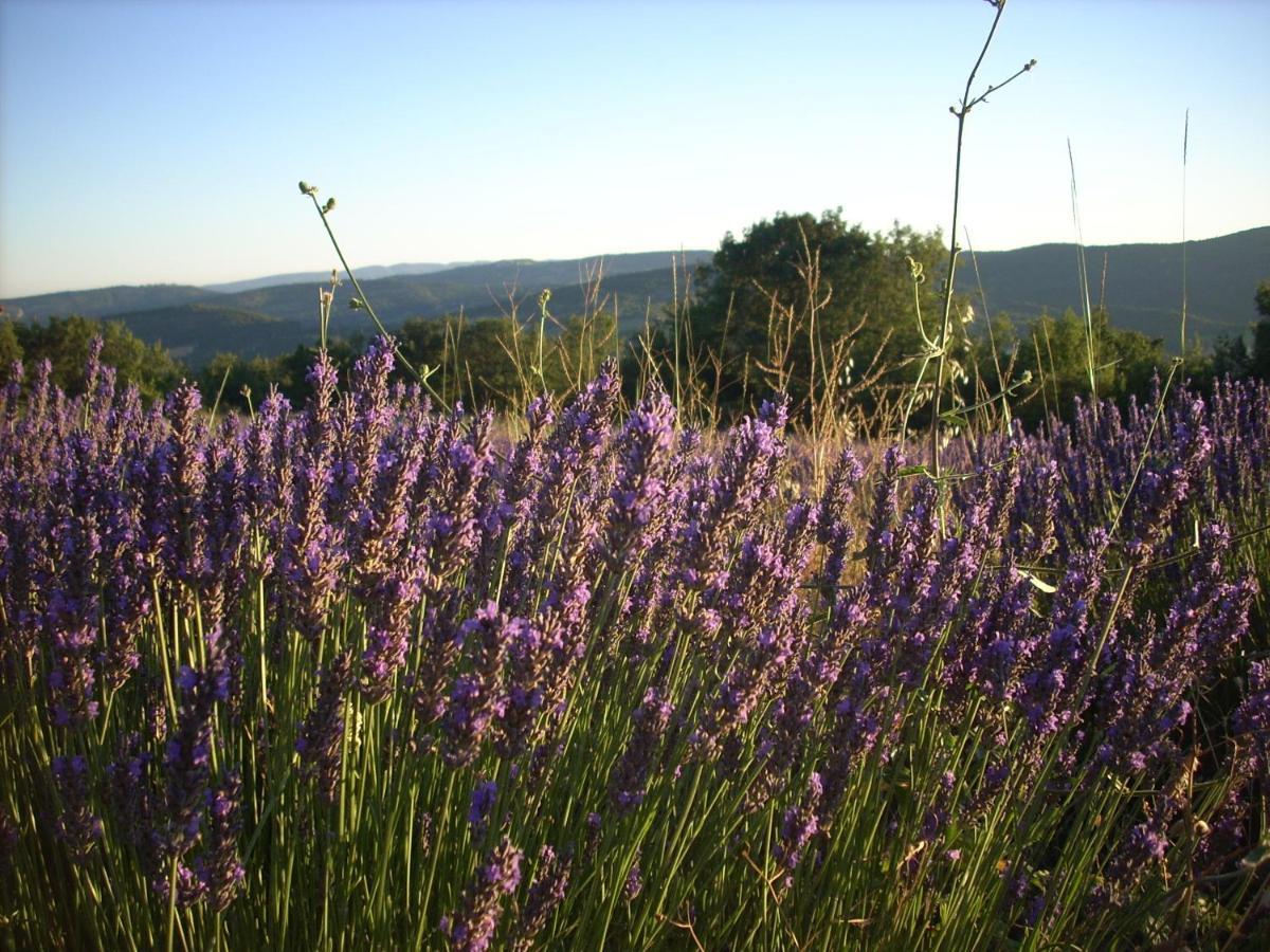 Gite Provence Luberon -Paca- Acces Pmr-Ancv Revest-des-Brousses Eksteriør bilde